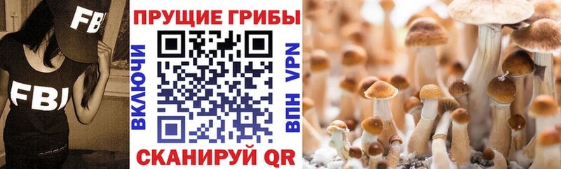 купить наркоту  Адыгейск  Галлюциногенные грибы Cubensis 